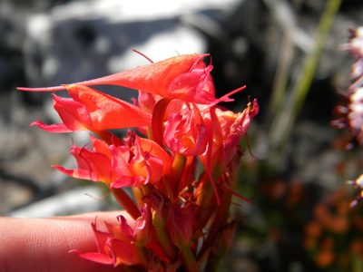 Disa ferruginea, photographed by Tim Kirsten