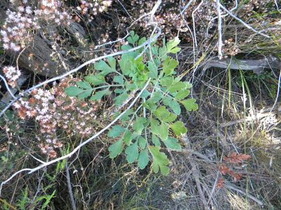 Notobubon galbanum, photographed by Tim Kirsten