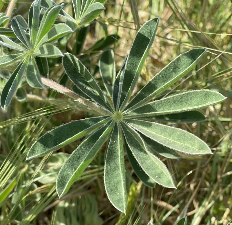 Lupinus pilosus, photographed by Henrik Kibak