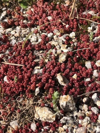 Sedum andegavense, photographed by poblado_verde_en_acción
