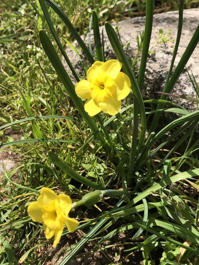Narcissus rupicola, photographed by poblado_verde_en_acción
