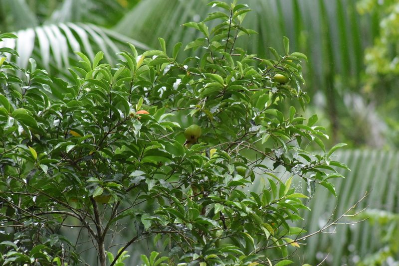 Campomanesia phaea, photographed by Cajá-manga