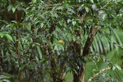 Campomanesia phaea, photographed by Cajá-manga