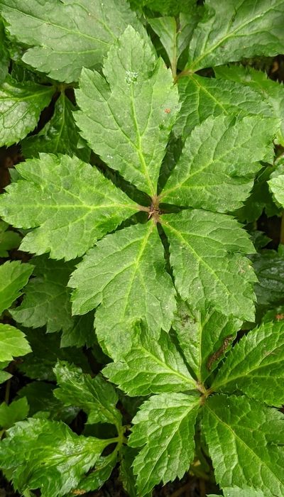 Sanicula liberta, photographed by Ben Keen