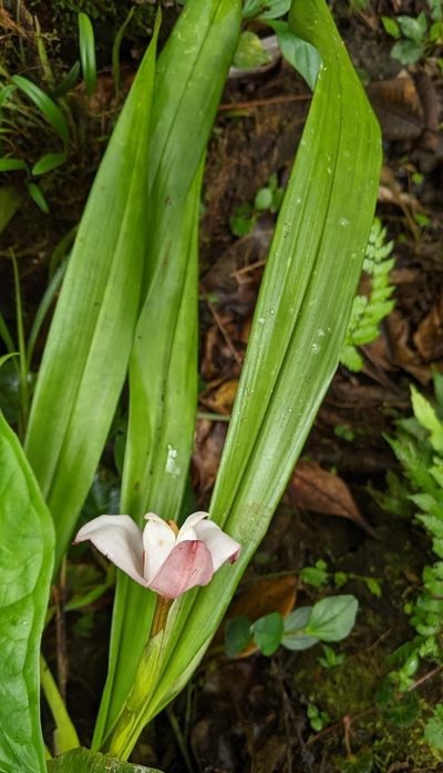Maxillaria roseola, photographed by Ben Keen