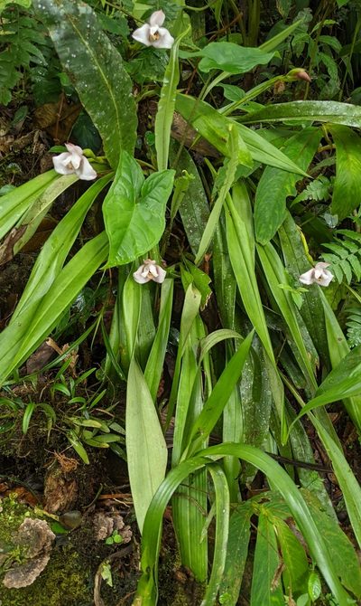 Maxillaria roseola, photographed by Ben Keen