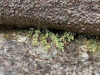 Asplenium montanum, photographed by Brandon Corder