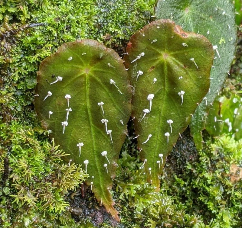 Begonia hitchcockii, photographed by Ben Keen
