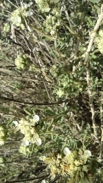 Teucrium dunense, photographed by Daniel Heras González