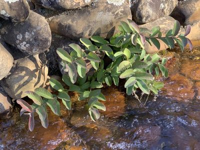 Psidium guajava, photographed by Dave Richardson