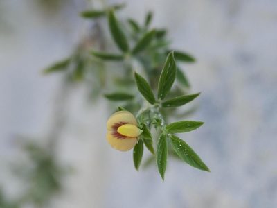 Stylosanthes hamata, photographed by Alexis Tinker-Tsavalas