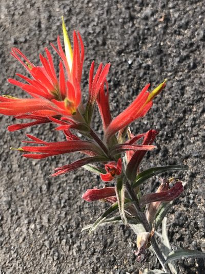 Castilleja subinclusa, photographed by Bruce Homer-Smith