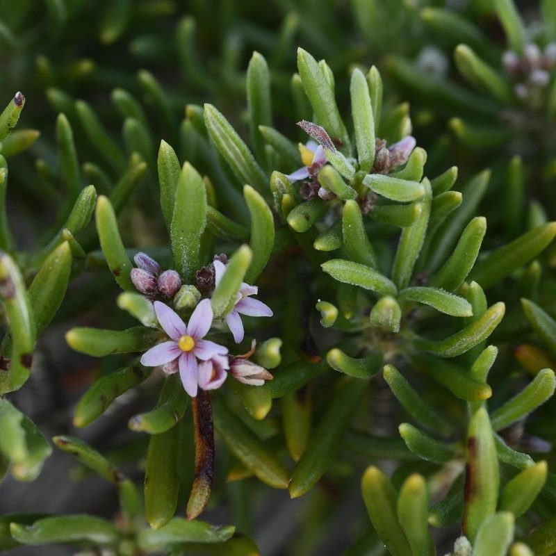 Strumpfia maritima, photographed by Alexis Tinker-Tsavalas