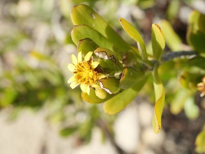 Borrichia arborescens