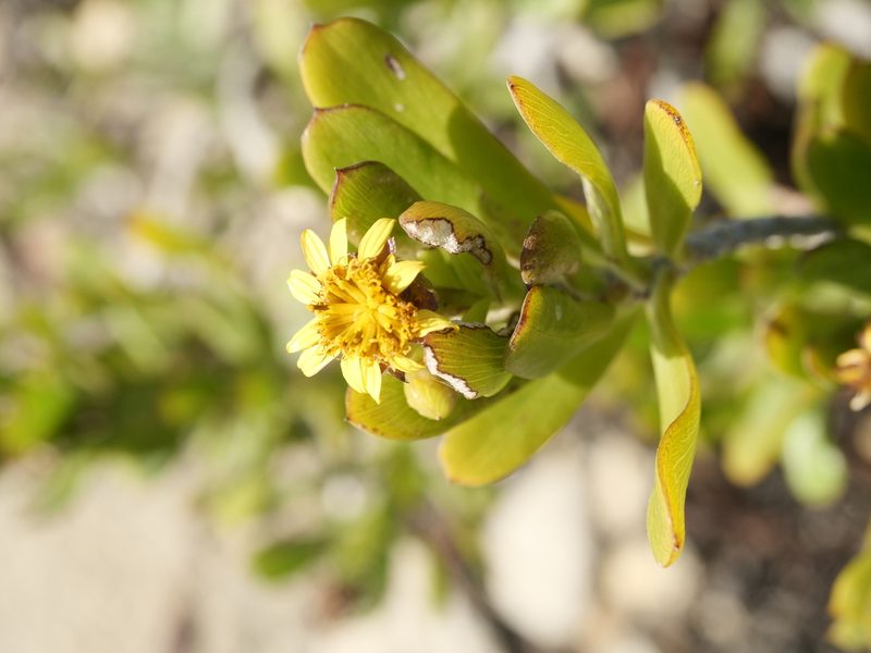 Borrichia arborescens, photographed by Alexis Tinker-Tsavalas