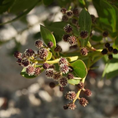 Conocarpus erectus, photographed by Alexis Tinker-Tsavalas