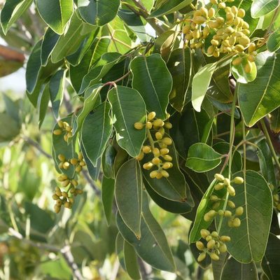 Metopium toxiferum, photographed by Alexis Tinker-Tsavalas
