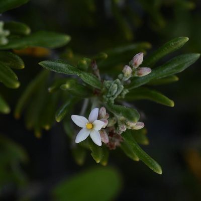 Strumpfia maritima, photographed by Alexis Tinker-Tsavalas