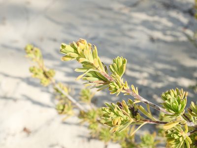Suriana maritima, photographed by Alexis Tinker-Tsavalas