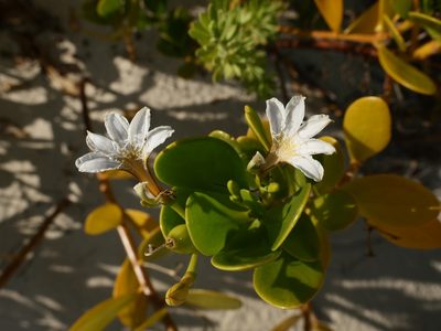 Scaevola plumieri, photographed by Alexis Tinker-Tsavalas