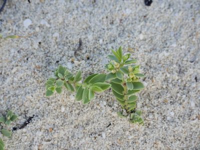 Euphorbia mesembryanthemifolia, photographed by Alexis Tinker-Tsavalas