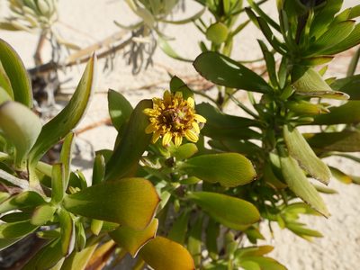 Borrichia arborescens, photographed by Alexis Tinker-Tsavalas