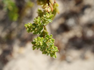 Euphorbia mesembryanthemifolia, photographed by Alexis Tinker-Tsavalas