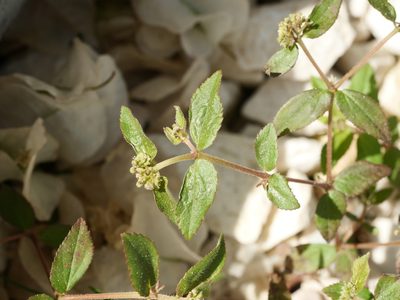 Euphorbia ophthalmica, photographed by Alexis Tinker-Tsavalas