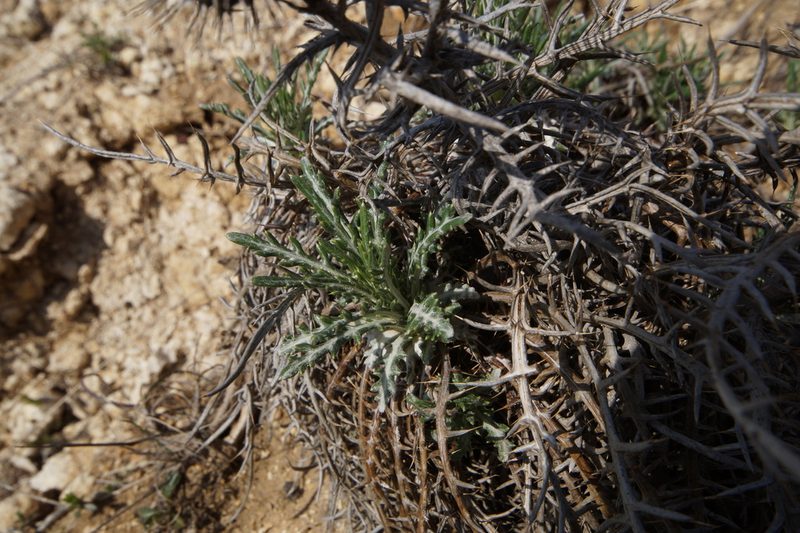 Ptilostemon echinocephalus, photographed by Sergey Cherkasov