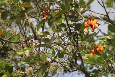 Erythrina fusca, photographed by GERMAN LEONEL SARMIENTO CRUZ