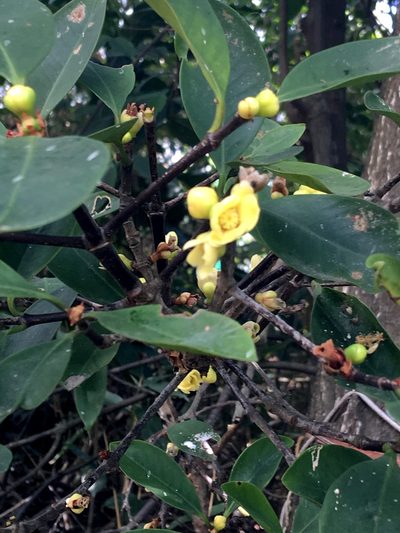 Garcinia oblongifolia, photographed by Yj
