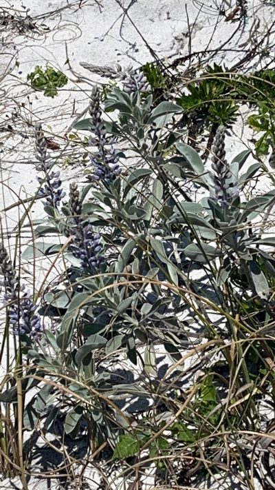 Lupinus westianus, photographed by Nick S.