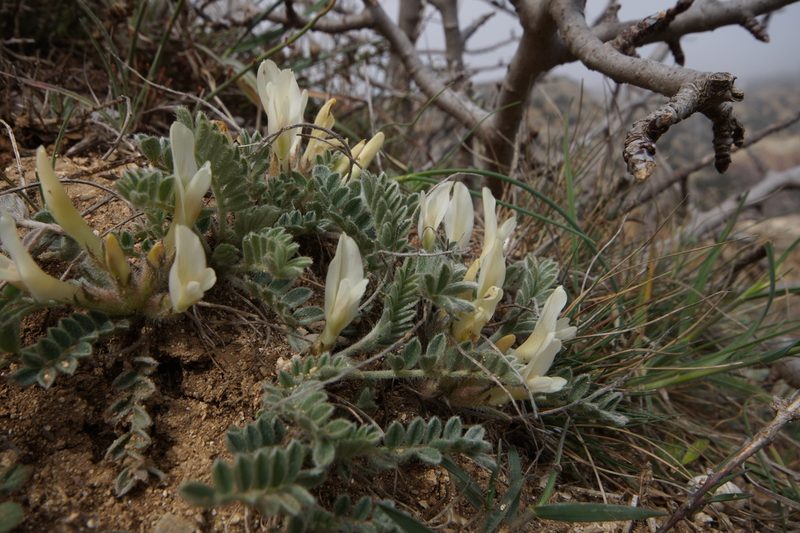 Astragalus rupifragus, photographed by Sergey Cherkasov