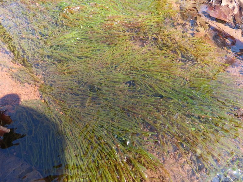 Fontinalis hypnoides, photographed by geosesarma