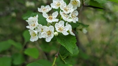 Crataegus viridis, photographed by Chris Hughes
