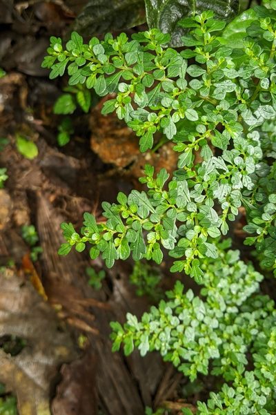 Pilea myriophylla, photographed by Ben Keen