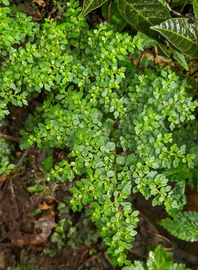 Pilea myriophylla, photographed by Ben Keen