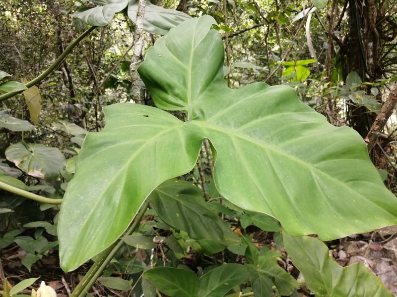 Philodendron barrosoanum, photographed by GERMAN LEONEL SARMIENTO CRUZ