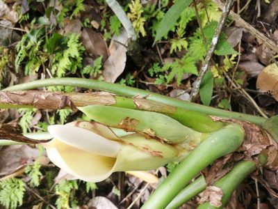 Philodendron barrosoanum, photographed by GERMAN LEONEL SARMIENTO CRUZ