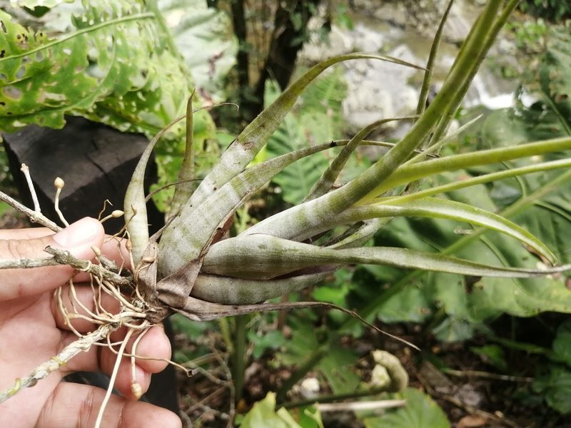 Tillandsia flexuosa, photographed by GERMAN LEONEL SARMIENTO CRUZ