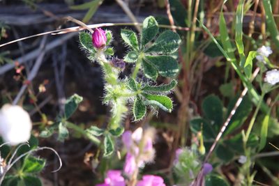 Lupinus hirsutissimus, photographed by Millie Basden