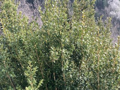 Buxus sempervirens, photographed by Marc Riera