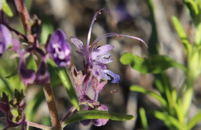 Trichostema parishii, photographed by Millie Basden