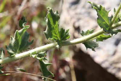 Geraea viscida, photographed by Millie Basden