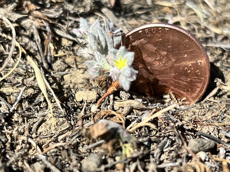 Hollisteria lanata, photographed by Kristen Nelson