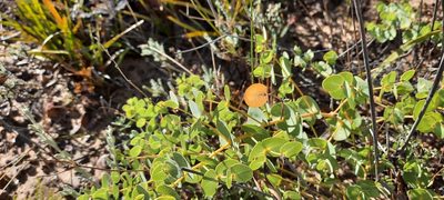 Rafnia acuminata, photographed by Karen Eichholz