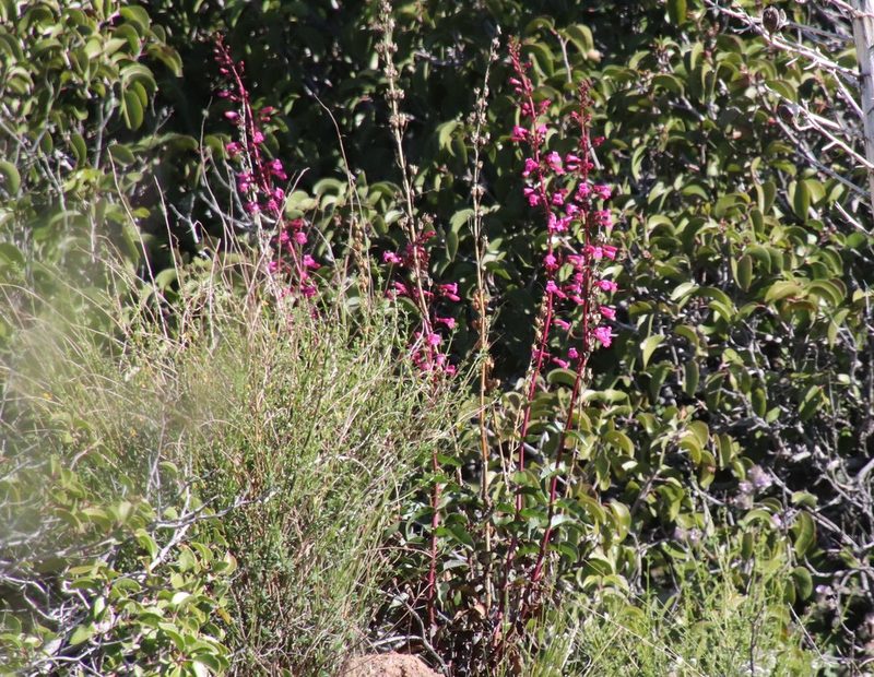 Penstemon clevelandii, photographed by Millie Basden