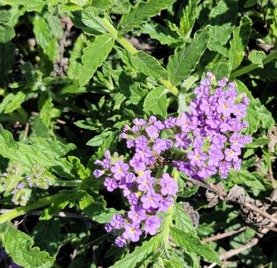 Heliotropium amplexicaule, photographed by Rebecca Gimenez Husted