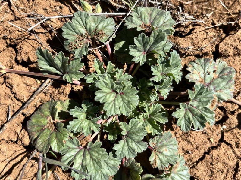 California macrophylla, photographed by Kristen Nelson