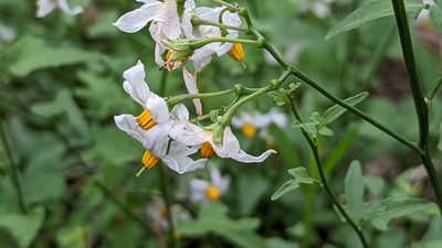 Solanum triquetrum, photographed by Chris Hughes